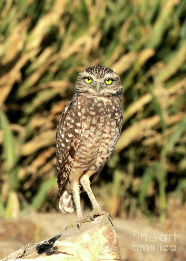Burrowing Owl in the Corn Photograph by Carol Groenen