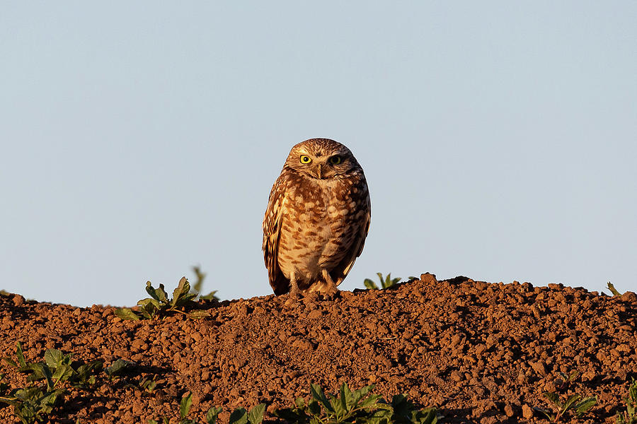 Burrowing Owl in the Golden Glow of Sunrise Photograph by Tony Hake