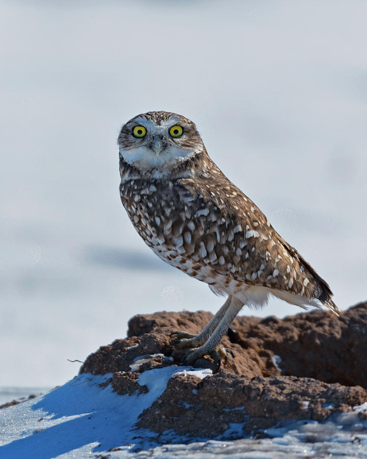 Burrowing owl in the Snow  Photograph by Gary Langley