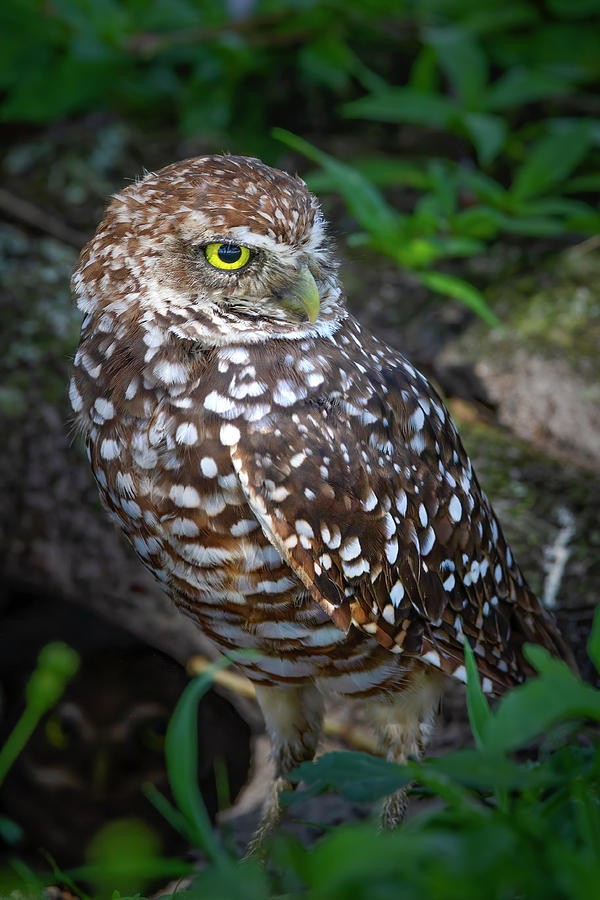 Owl Photograph - Burrowing Owl in the Wild by Mark Andrew Thomas