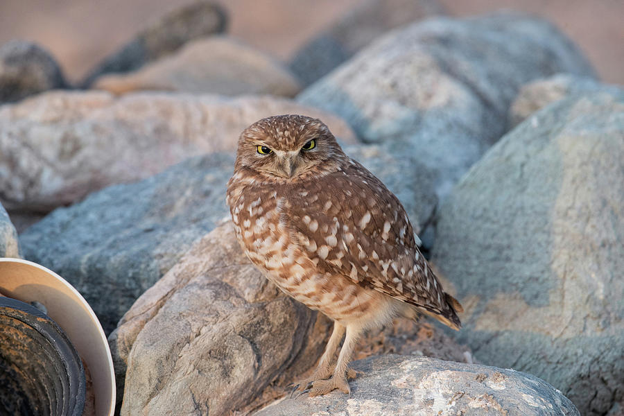 Burrowing Owl Photograph by James Zipp