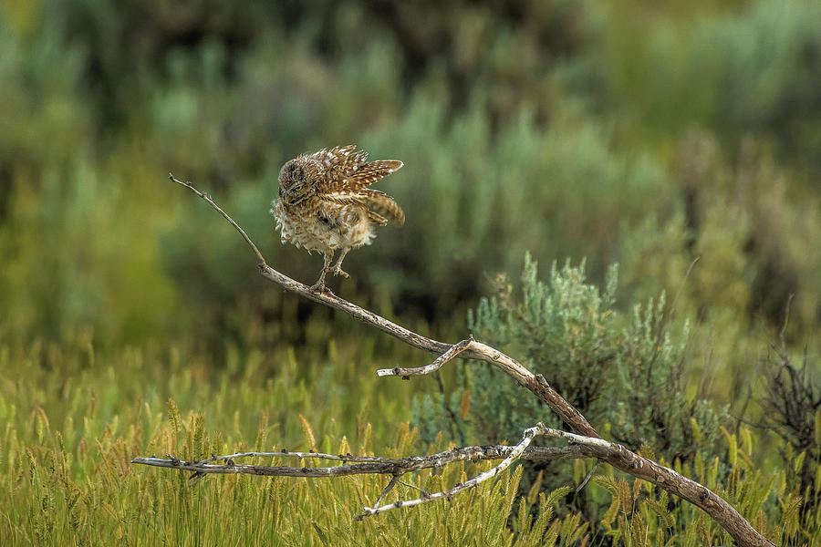 Burrowing Owl Jig At Night Photograph by Yeates Photography