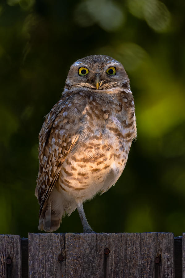 Burrowing Owl Photograph by Johnson Huang
