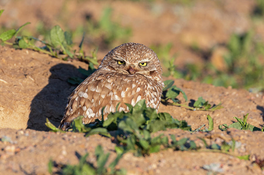 Burrowing Owl Keeps Watch Through Squinted Eyes Photograph by Tony Hake