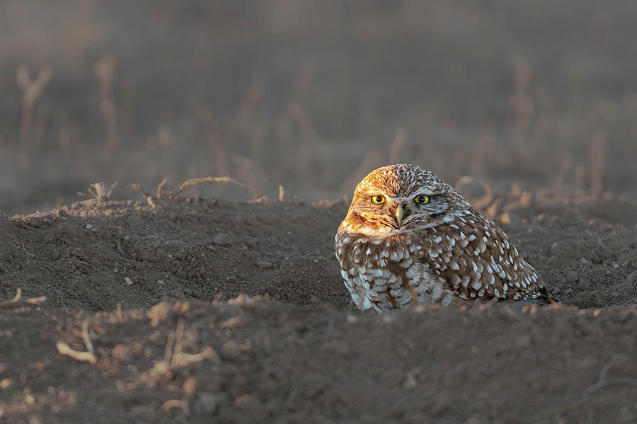 Burrowing Owl Late evening Photograph by Gary Langley