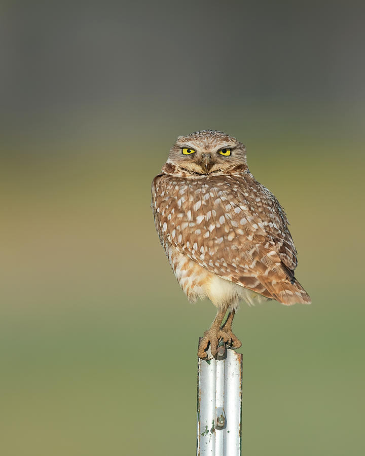 Burrowing Owl Lookout Photograph by Gary Langley