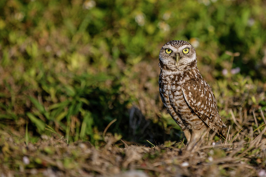 Burrowing Owl Photograph By Lori Burrows Pixels