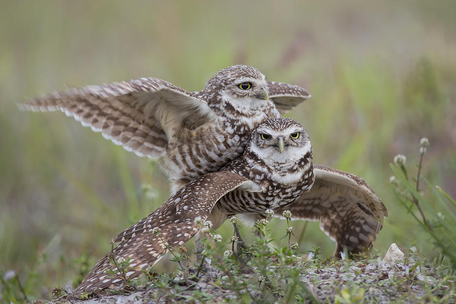 Bird Photograph - Burrowing Owl Love by Linda D Lester