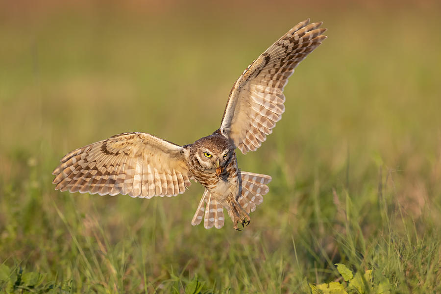 Owl Photograph - Burrowing Owl by Max Wang