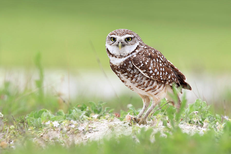 Cape Coral Photograph - Burrowing Owl by Mlorenzphotography