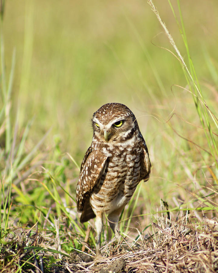 Cape Coral Photograph - Burrowing Owl Near His Nest by Nancy Rose