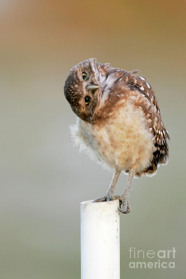 Burrowing Owl On A Post Photograph by Manuel Presti/science Photo Library