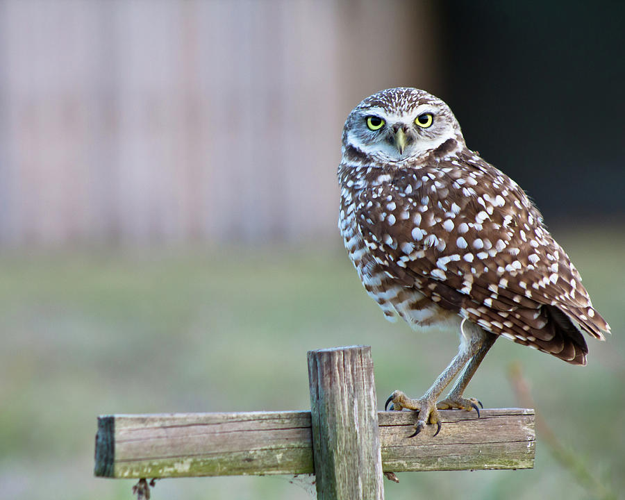 Burrowing Owl On Fence Post Photograph by Nancy Rose