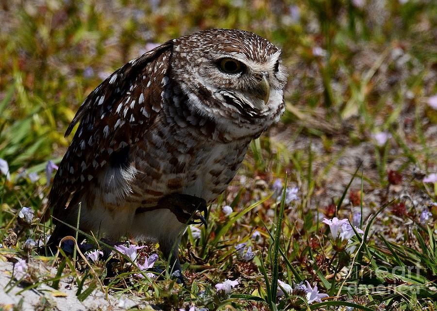 Burrowing Owl on the Hunt Photograph by Steve Brown