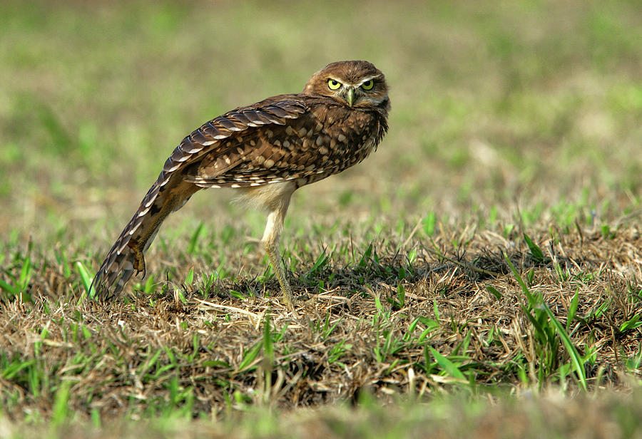 Bird Photograph - Burrowing Owl On The Savannah In Southern Colombia by Cavan Images