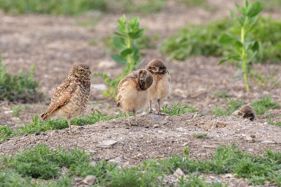 Burrowing Owl Owlet Has Some Fun Photograph by Tony Hake