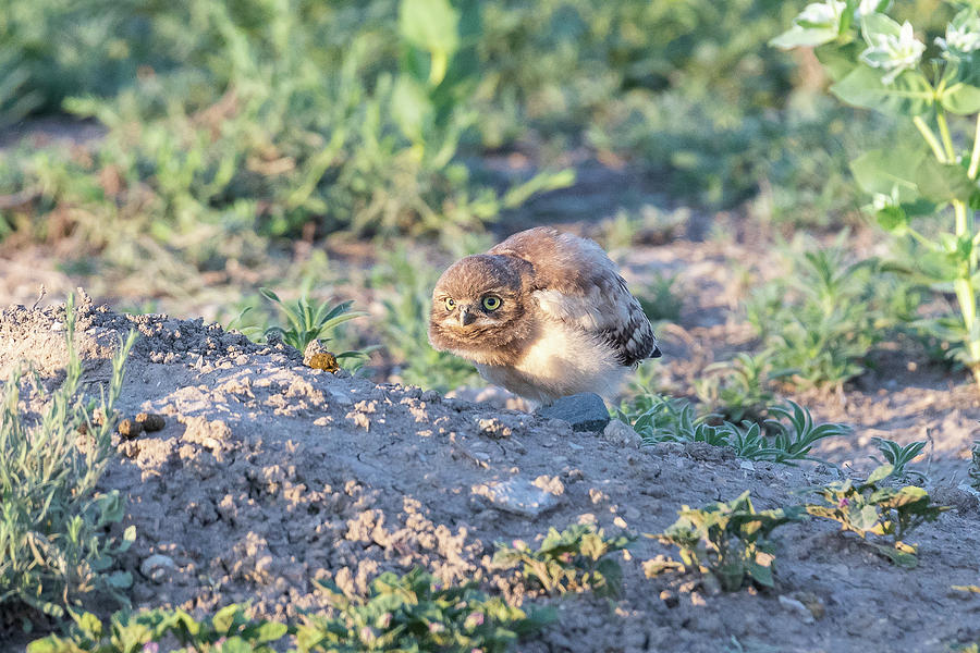 Burrowing Owl Owlet Hunkers Down Photograph