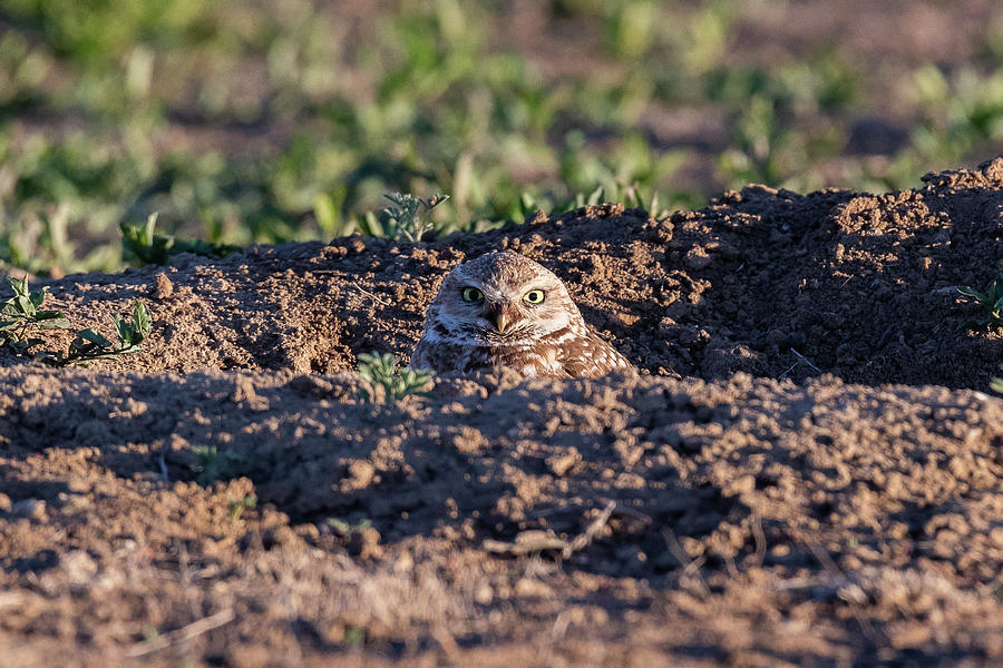 Burrowing Owl Peeks Out and Scowls Photograph by Tony Hake