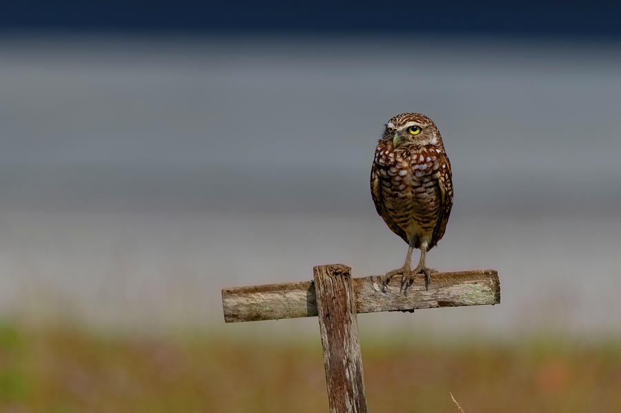 Burrowing owl perched Photograph by Dan Friend