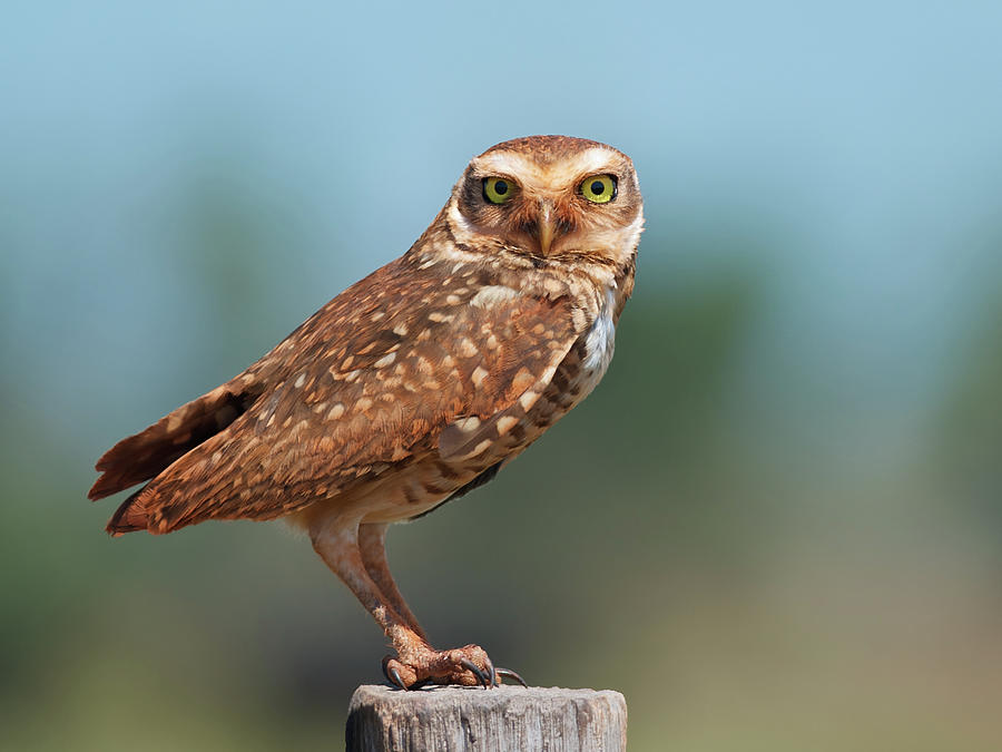 Owl Photograph - Burrowing Owl by Peter Schoen