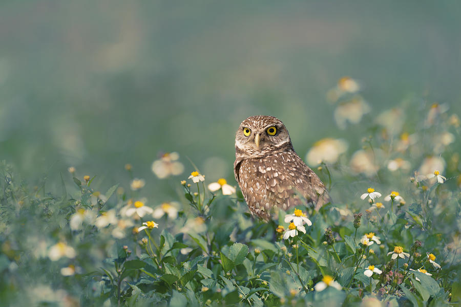 Burrowing Owl Photograph by Qing Zhao
