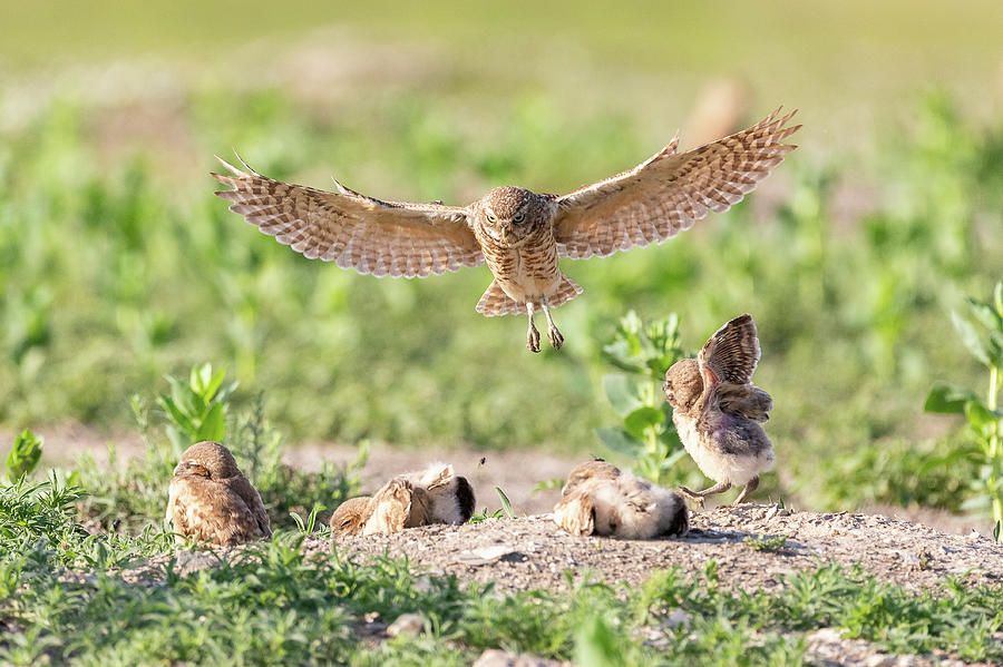 Burrowing Owl Returns Home Photograph by Tony Hake