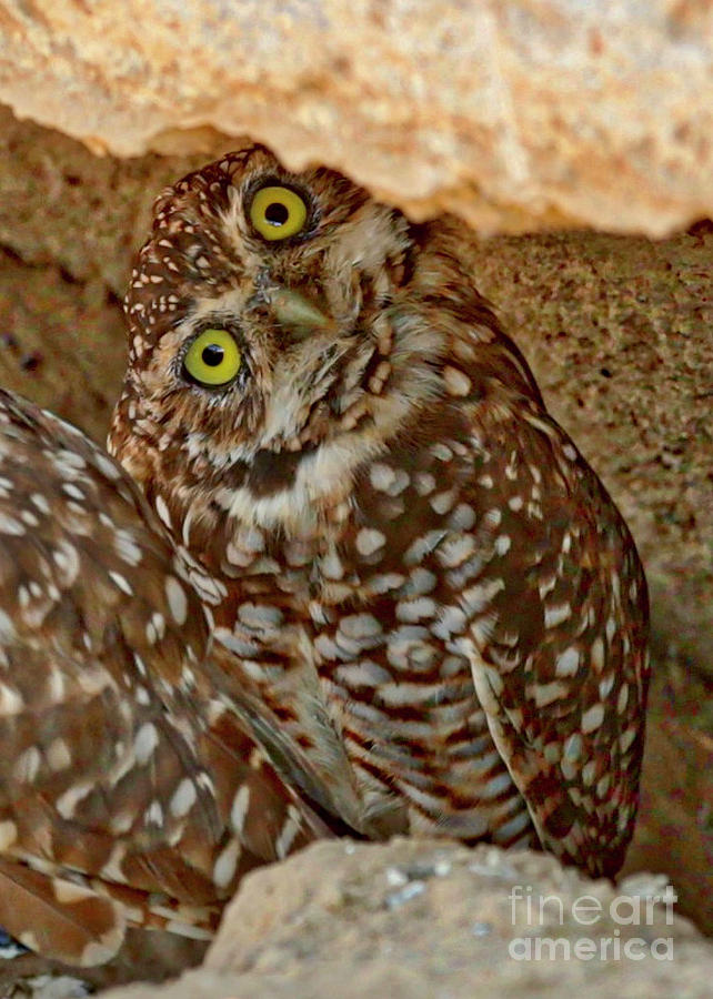 Burrowing Owl Side Eye Photograph by Carol Groenen