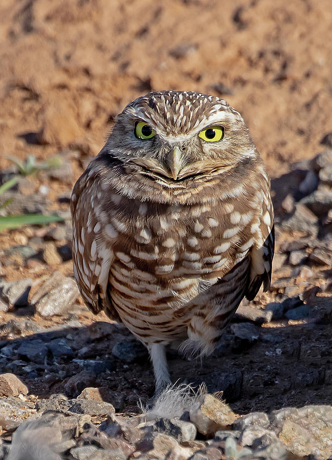 Burrowing Owl Stare Down Photograph by Mindy Musick King
