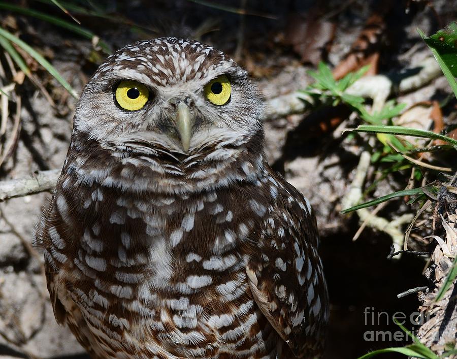 Burrowing Owl Photograph by Steve Brown