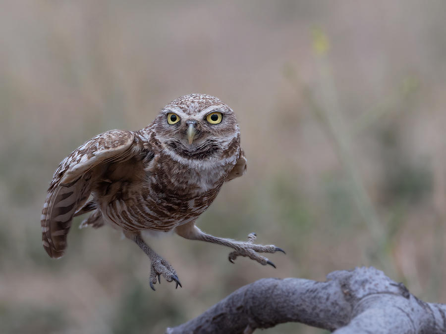 Burrowing Owl Photograph by Taksing (????)