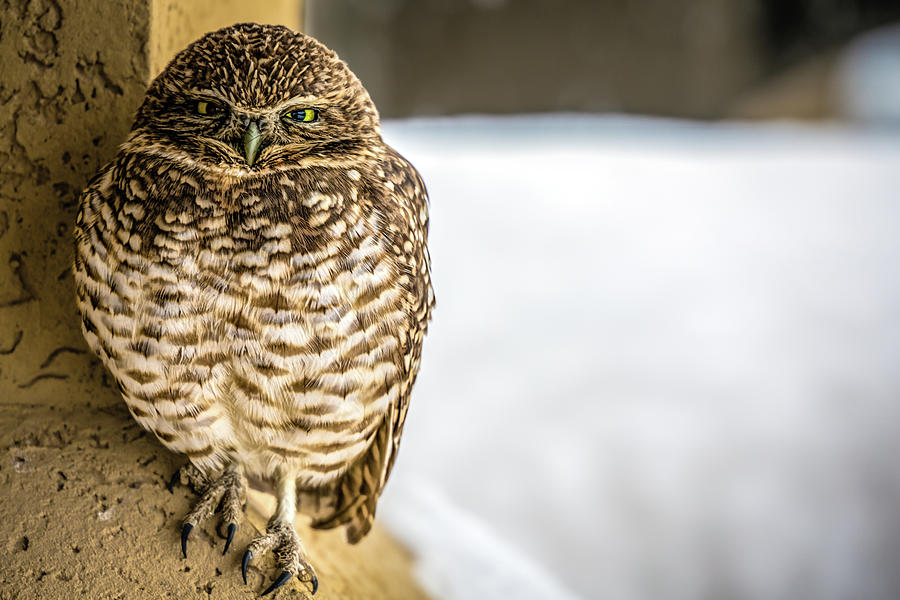 Burrowing Owl Photograph by Bill Chizek