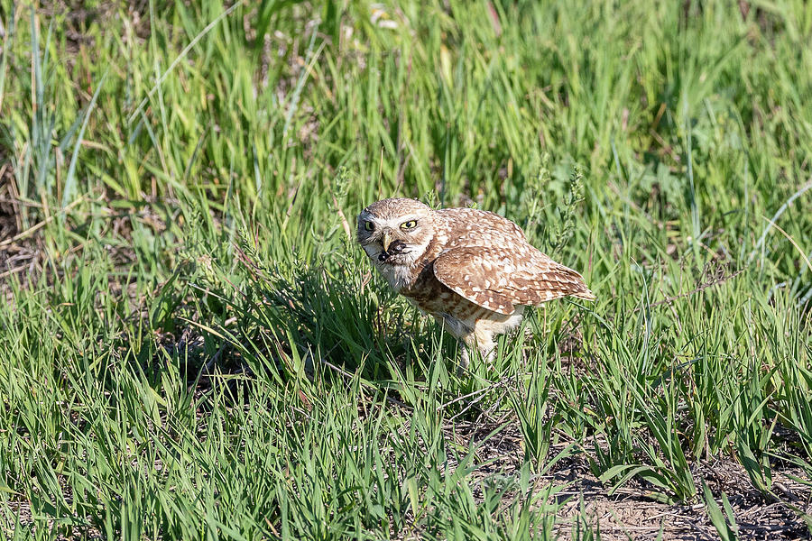 Burrowing Owl With Its Catch Photograph by Tony Hake