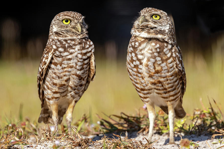 Cape Coral Photograph - Burrowing Owl,cape Coral,chuck by Chuck Haney
