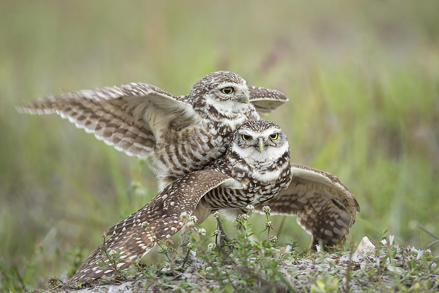 Burrowing Owls Love Photograph by Linda D Lester