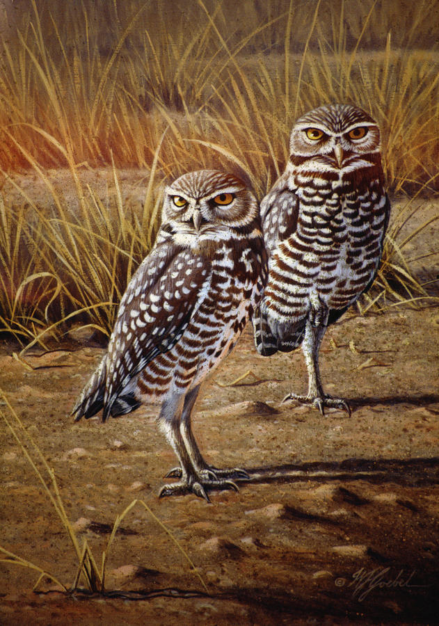Bird Painting - Burrowing Owls by Wilhelm Goebel