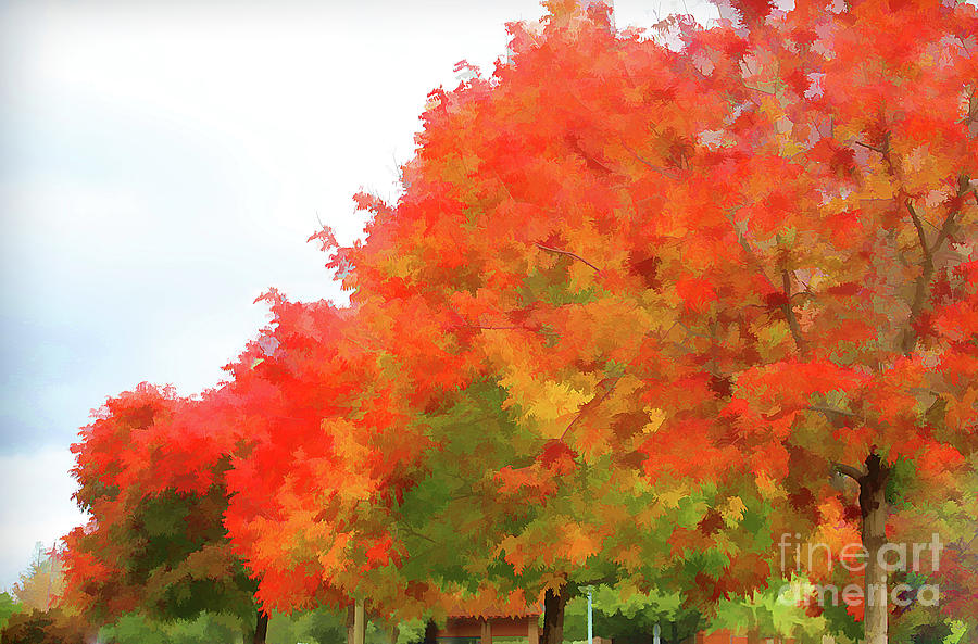 Burst of Reds Autumn Trees  Photograph by Chuck Kuhn