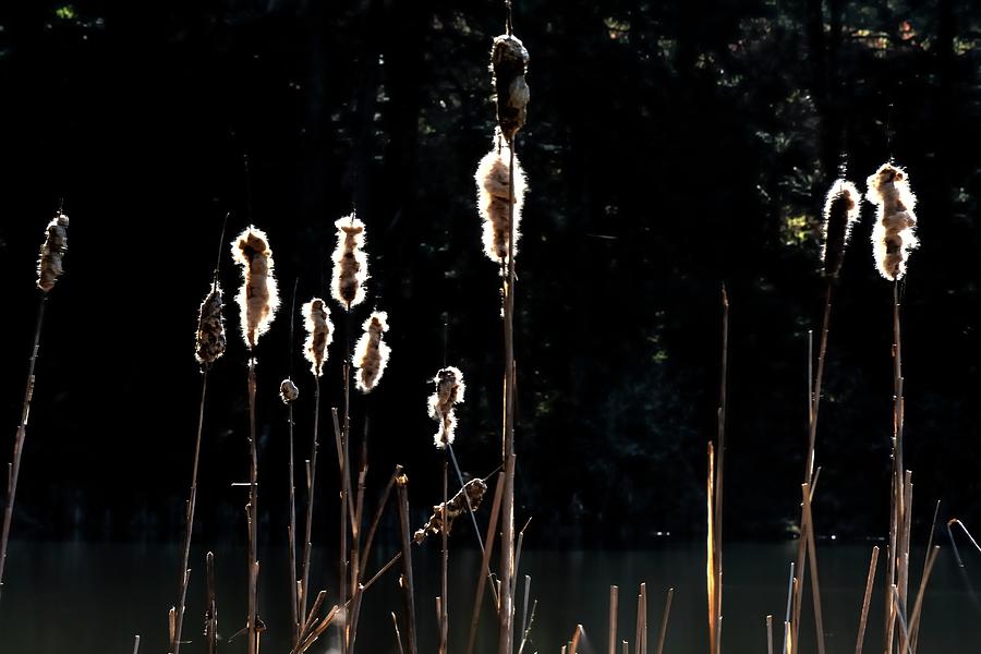 Bursting Cattails Photograph by Jerry Sodorff