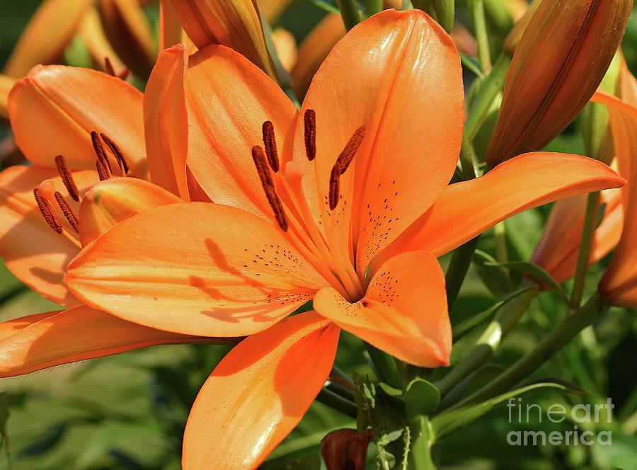Bursting With Brilliance  Oriental Hybrid Lily Photograph
