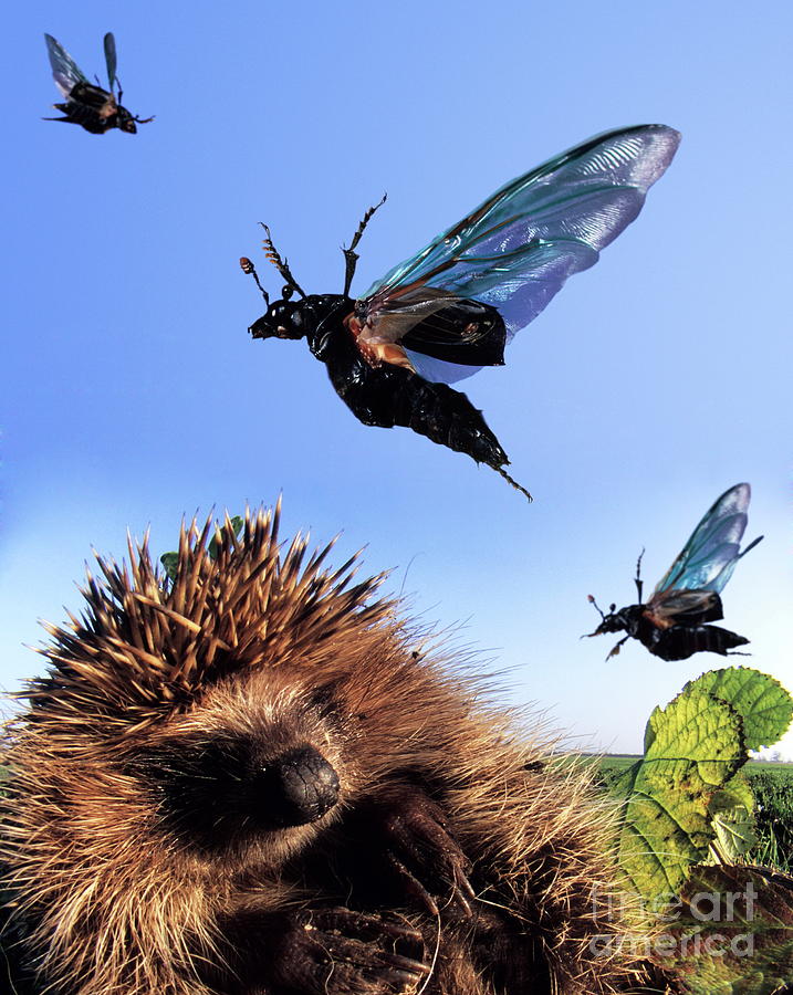 Burying Beetles In Flight Photograph by Dr. John Brackenbury/science Photo Library