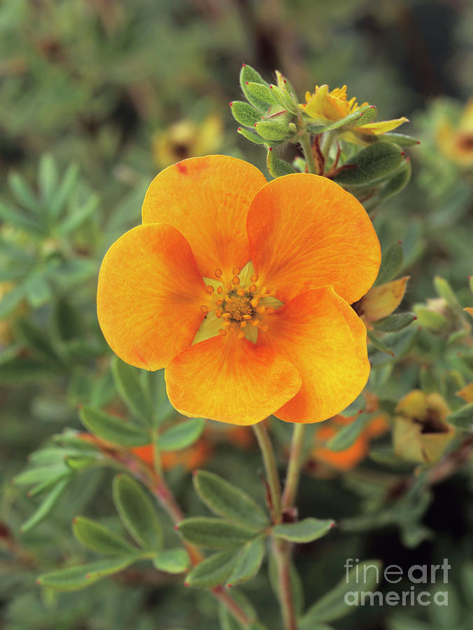 Bush Cinquefoil Flower Photograph by Geoff Kidd/science Photo Library ...