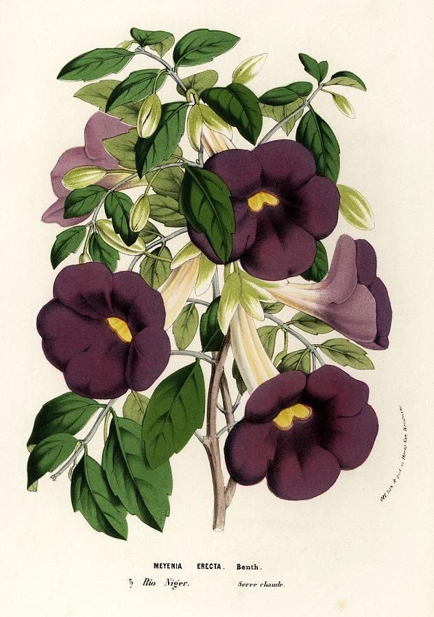 Bush clockvine and kings-mantle. Flowers of the Gardens and Hothouses of Europe, Belgium, 1856. Drawing by Album