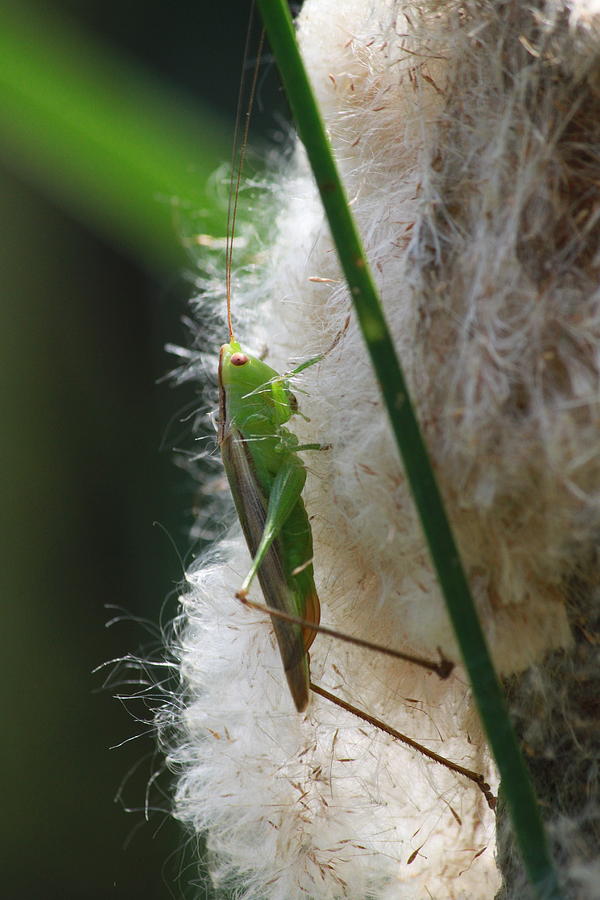 Nature Photograph - Bush Cricket 3 by Cathy Lindsey