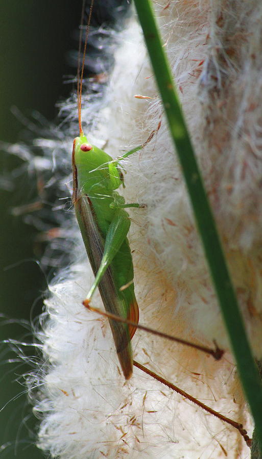 Nature Photograph - Bush Cricket 4 by Cathy Lindsey