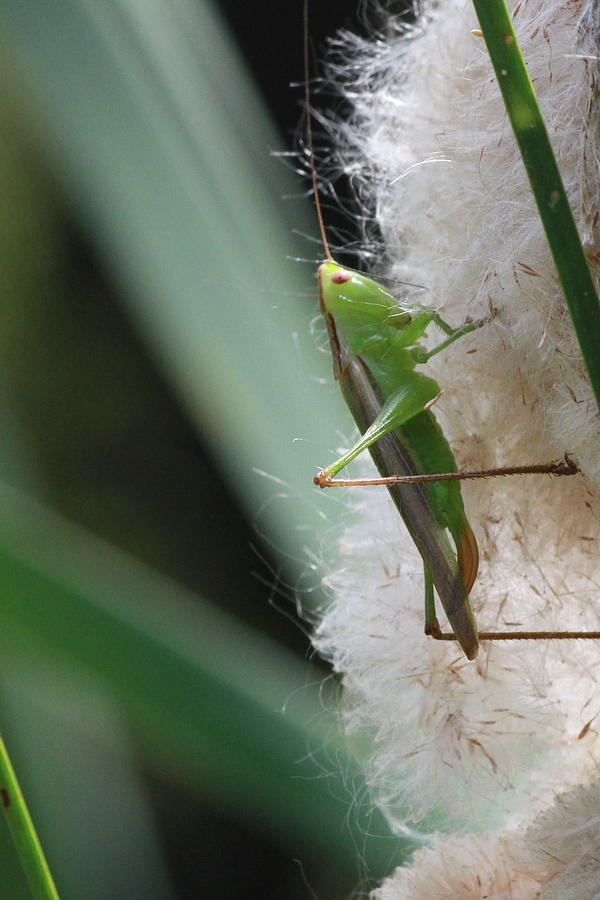 Nature Photograph - Bush Cricket by Cathy Lindsey