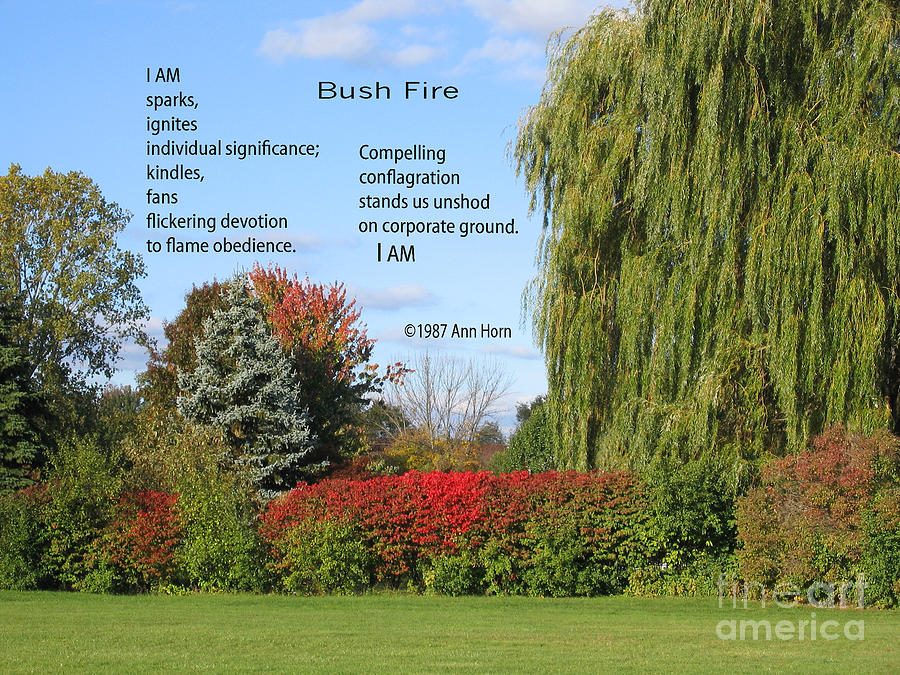 Bush Fire Photograph by Ann Horn