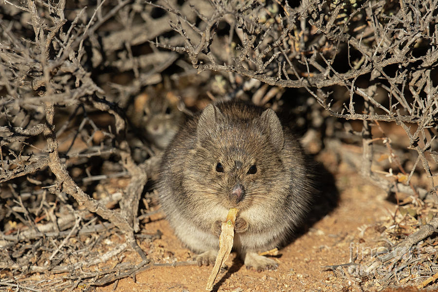 Bush Karoo Rat Foraging Photograph by Tony Camacho/science Photo Library