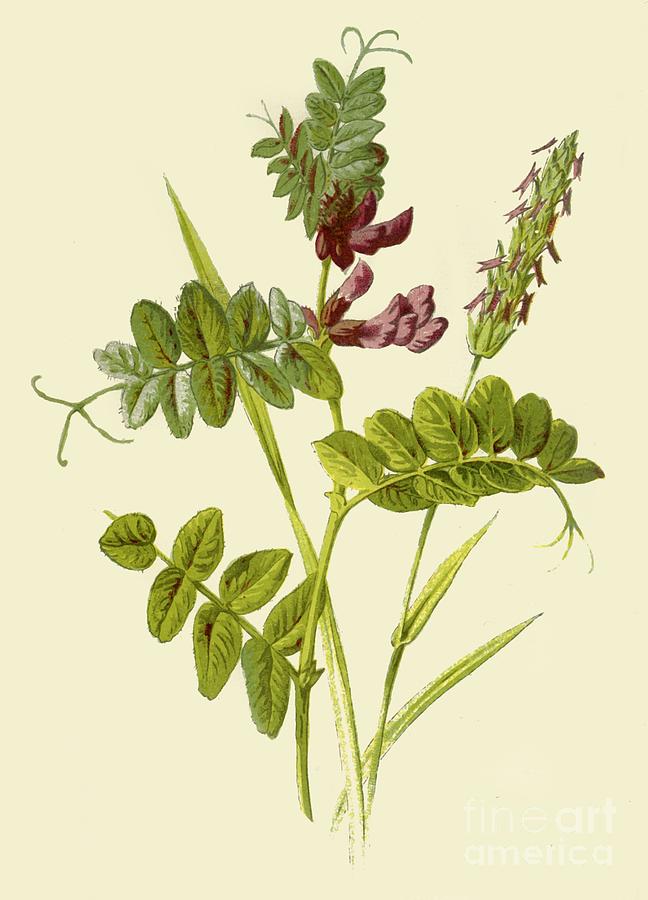 Bush-vetch & Sweet-scented Vernal Grass Drawing by Print Collector