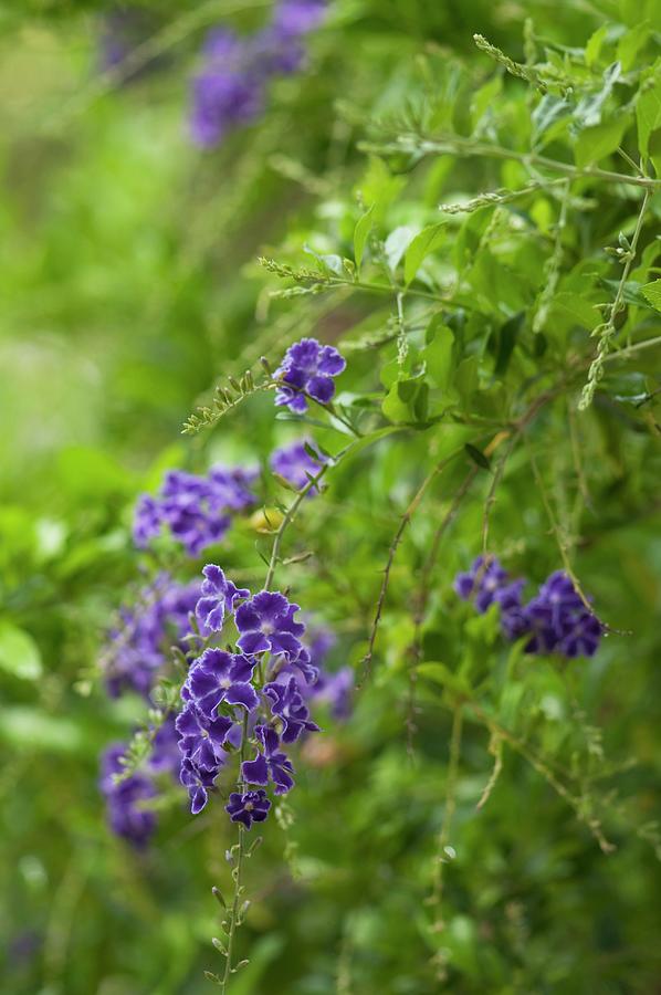 Bush With Violet Flowers Photograph by Franziska Pietsch - Fine Art America