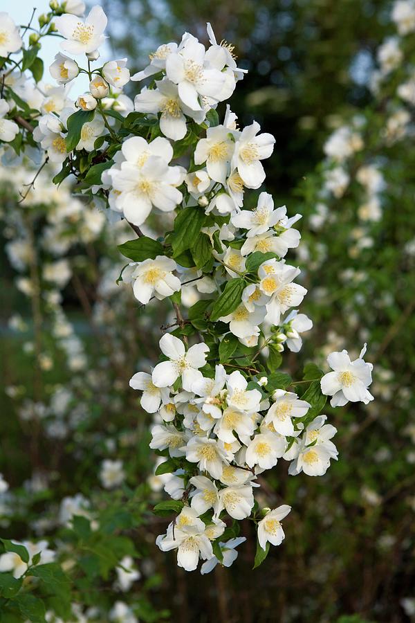 Bush With White Flowers Photograph by Guy Bouchet Fine Art America