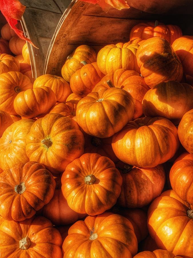 Bushel of Pumpkins Photograph by Steph Gabler